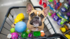 empreendedorismo mercado pet