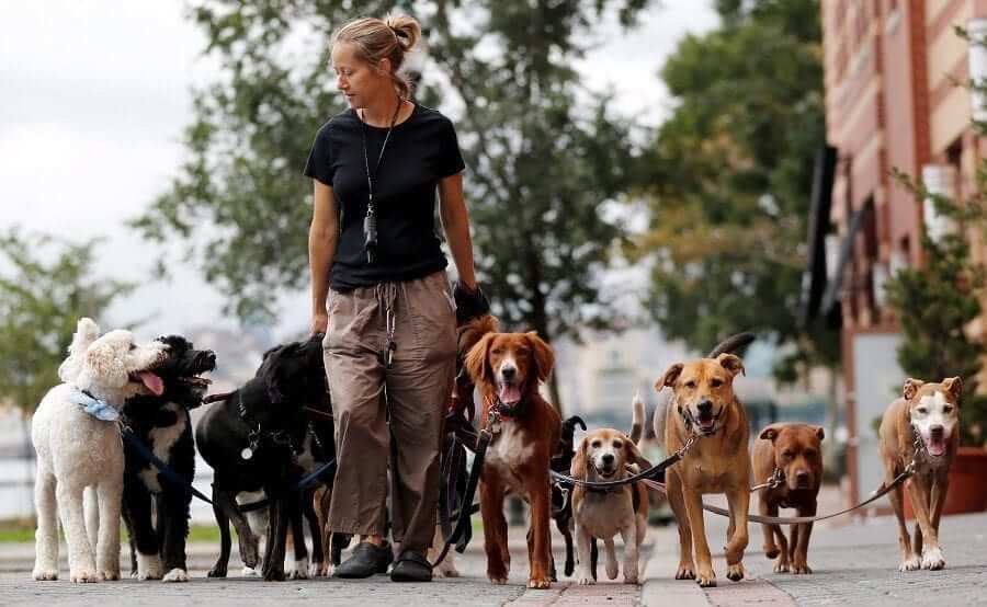 empreender-dog-walkers
